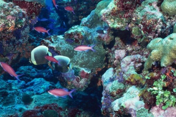 Los arrecifes de coral enfrentan su punto de no retorno por el calentamiento global, advierte informe científico