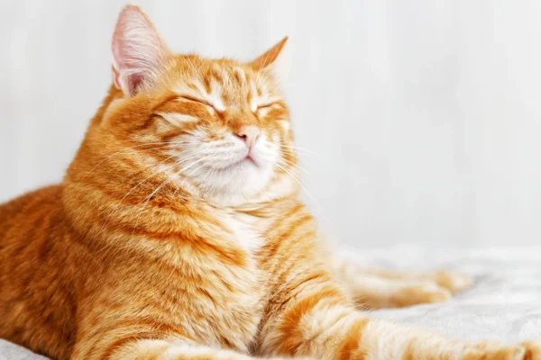 Guía para adoptar un gato con responsabilidad: cómo lograr una convivencia sana y feliz
